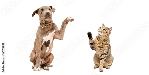 Funny Pitbull puppy and a cat Scottish Straight 