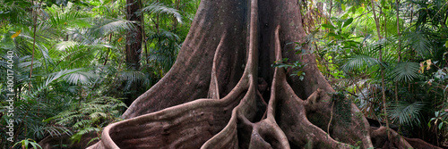 Fototapeta buttress roots, rainforest view near Henrietta Creek, Wooroonooran National Park