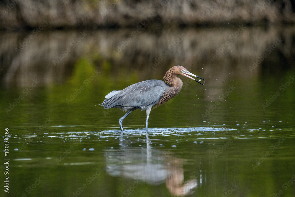 Little Blue Heron (Egretta caerulea) fishing Little Blue Heron (Egretta caerulea) fishing