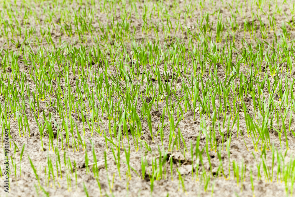 Obraz premium immature cereals , wheat