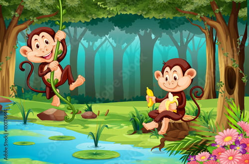 Monkeys living in the jungle