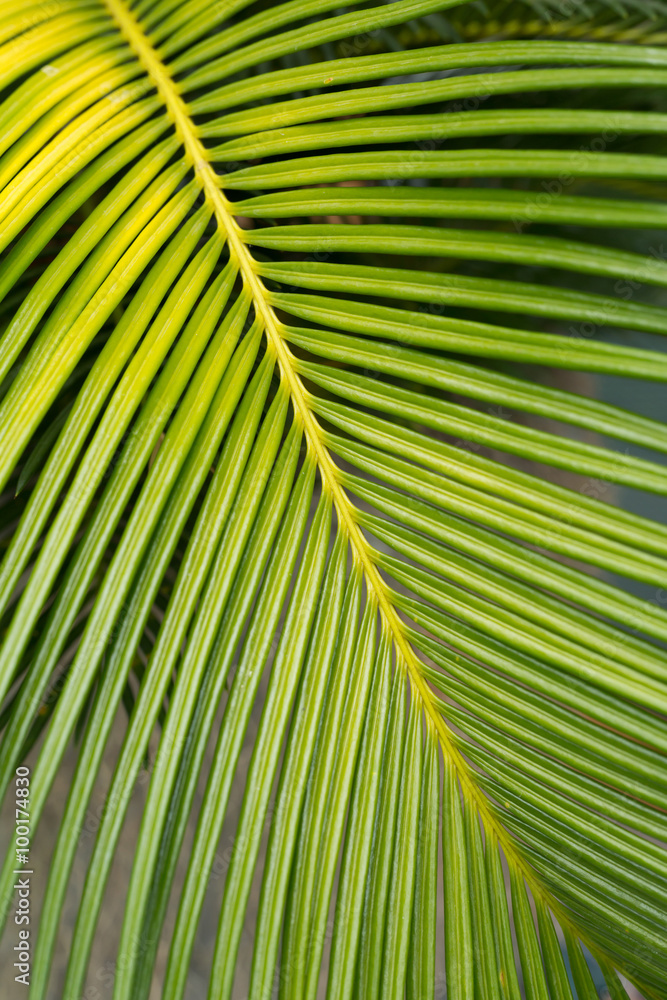 green leaf natural background green leaf natural background