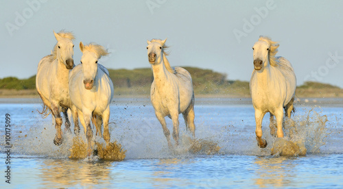 Herd of White Camargue Horses running on the water . © Uryadnikov Sergey