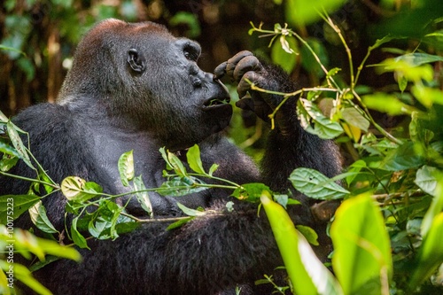 Portrait of a western lowland gorilla (Gorilla gorilla gorilla) close up at a short distance. Silverback - adult male of a gorilla in a native habitat. © Uryadnikov Sergey