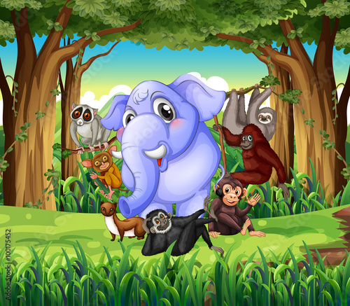 Wild animals in the jungle