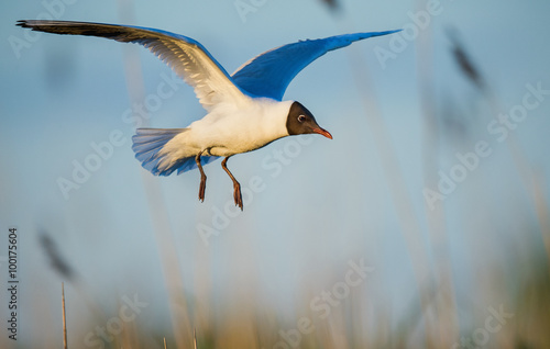 Black-headed Gull in flight © Uryadnikov Sergey