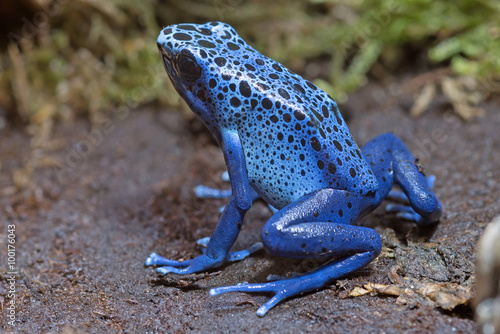 Принти на полотні Dendrobates tinctorius azureus