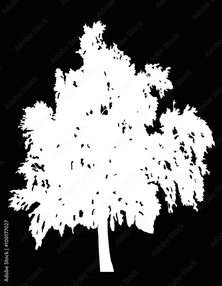 illustration with white birch isolated on black illustration with white birch isolated on black