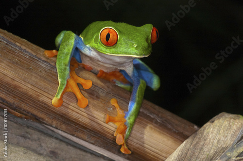 red eye frog costa rica photo