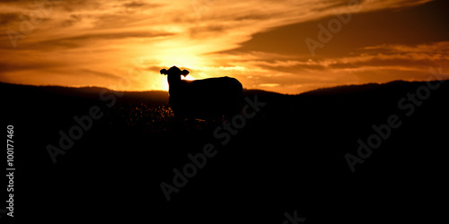Silhouette of a cow in the late afternoon in Queensland  Australia.