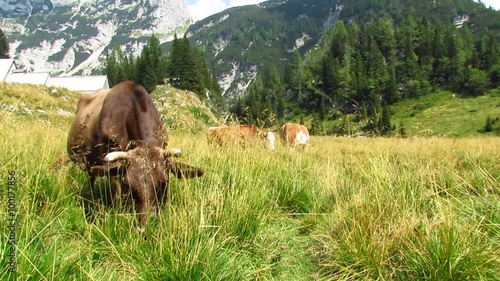 Cow eating grass on mountain pasture with huts in background