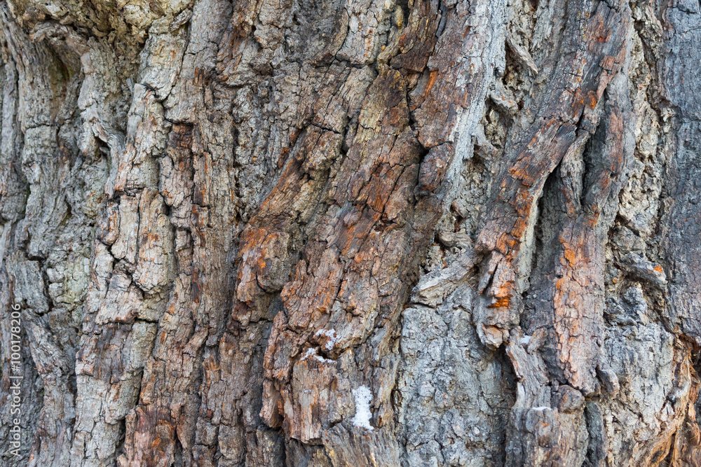 Wood Background Wood Background