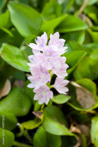 Water Hyacinthflower in the pool