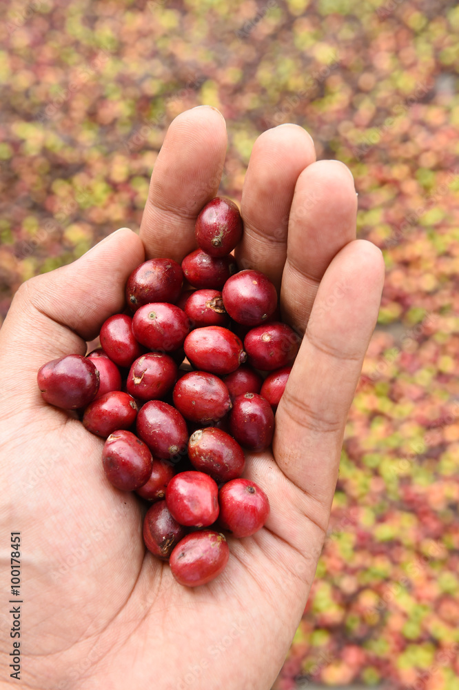 Fresh coffee bean in hand on red berries coffee backgourng Fresh coffee bean in hand on red berries coffee backgourng