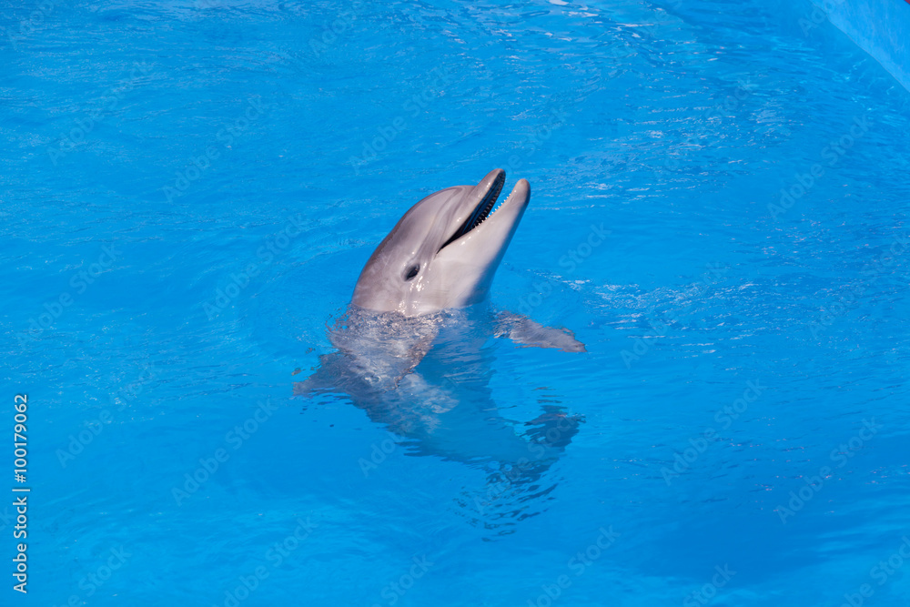 Obraz premium Dolphin in blue water close-up