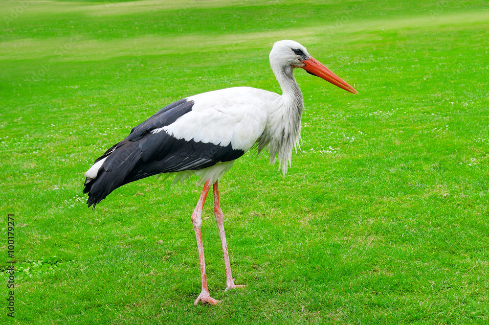 Fototapeta premium Stork on a background of green lawn