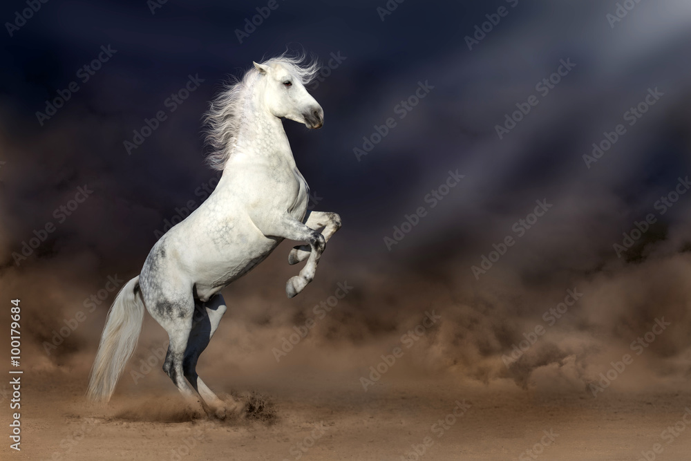 Grey andalusian horse rearing up in desert storm