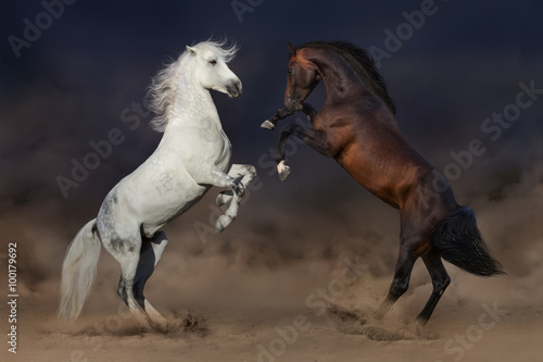 Two horses rearing up in desert dust