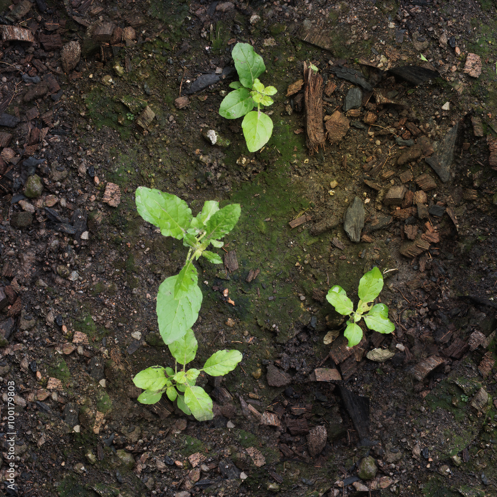New life of Growing vegetables from seeds and moss New life of Growing vegetables from seeds and moss