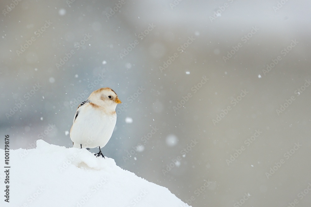 Obraz premium Snow bunting (Plectrophenax nivalis)