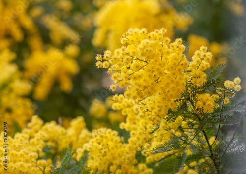 acacia (acacia dealbata) plant branch closeup with yellow flowers on blurred background