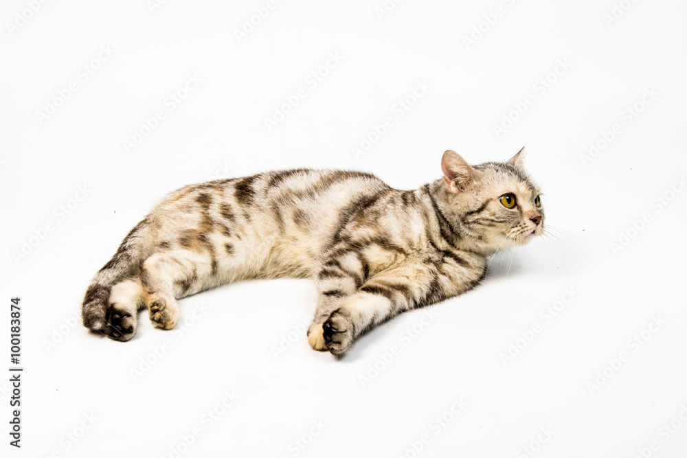 cat on white background cat on white background