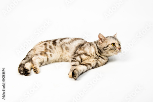 cat on white background © meen_na