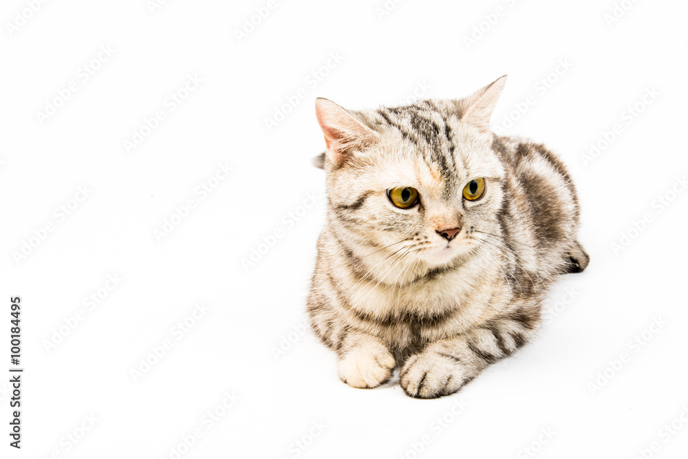 cat on white background cat on white background