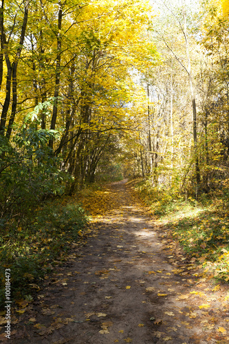  forest during the autumn 