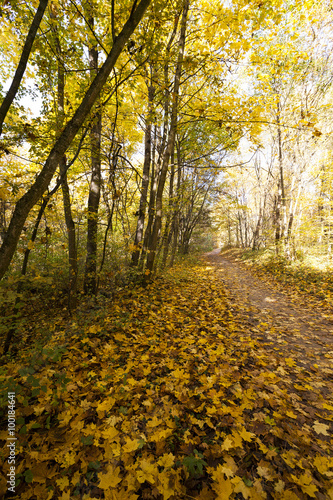 autumn forest    Belarus