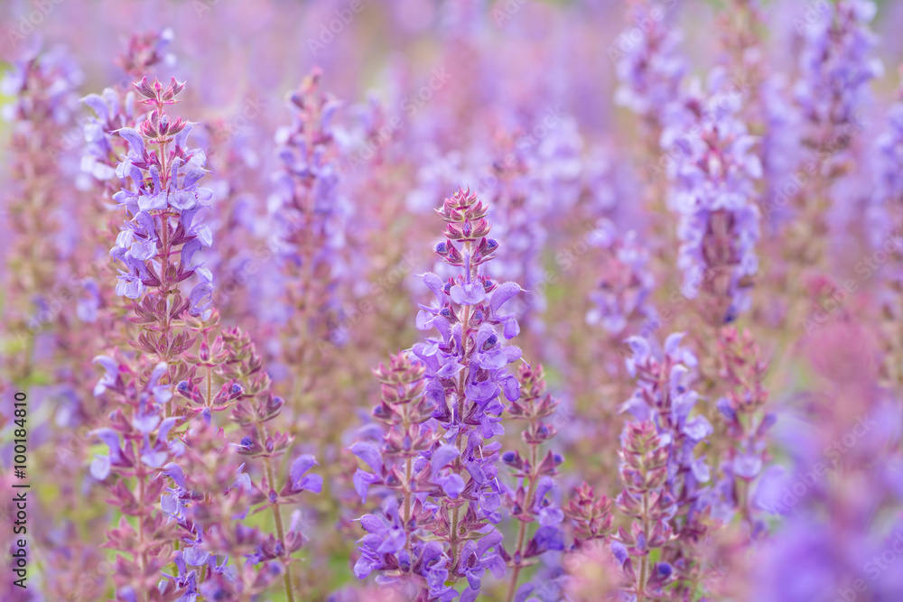 Naklejka premium Salvia flowers