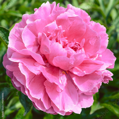 Pink peony flower 