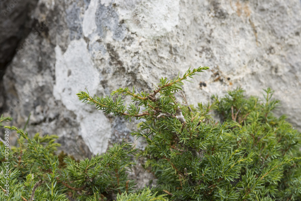 Naklejka premium Detail of branches and leaves of Common Juniper, Juniperus communis subsp. alpina. Photo taken in Saliencia Valley, Somiedo Nature Reserve, Asturias, Spain