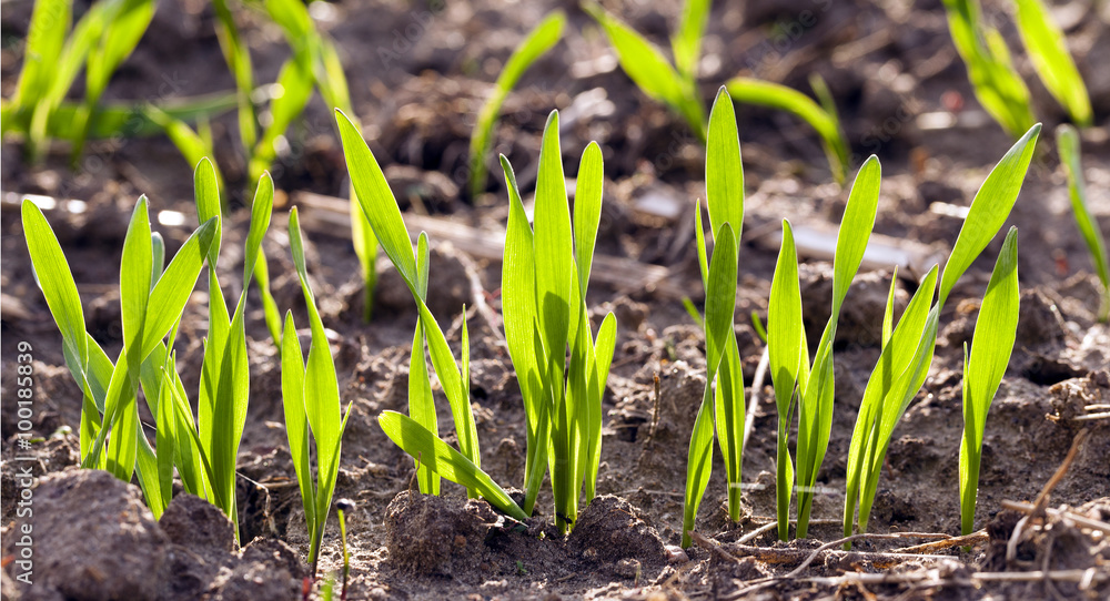 wheat germ , field wheat germ , field