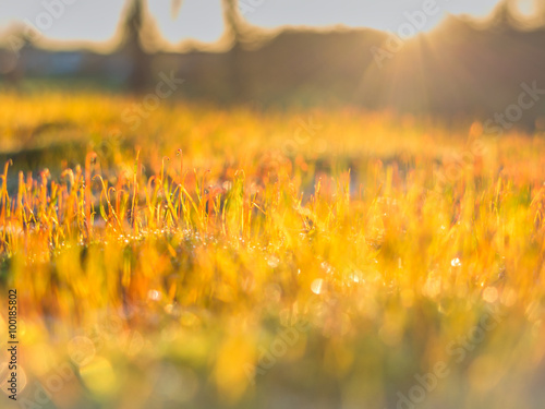 Golden sunrise and dew filled grass