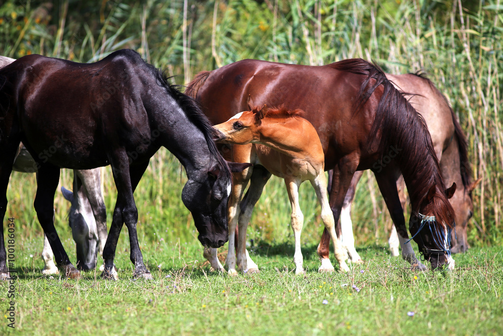 Beautiful arabian mares and foals grazing on meadow Beautiful arabian mares and foals grazing on meadow