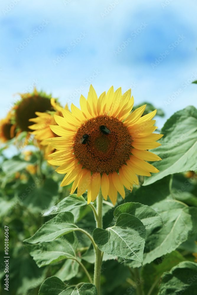 Obraz premium sorridi