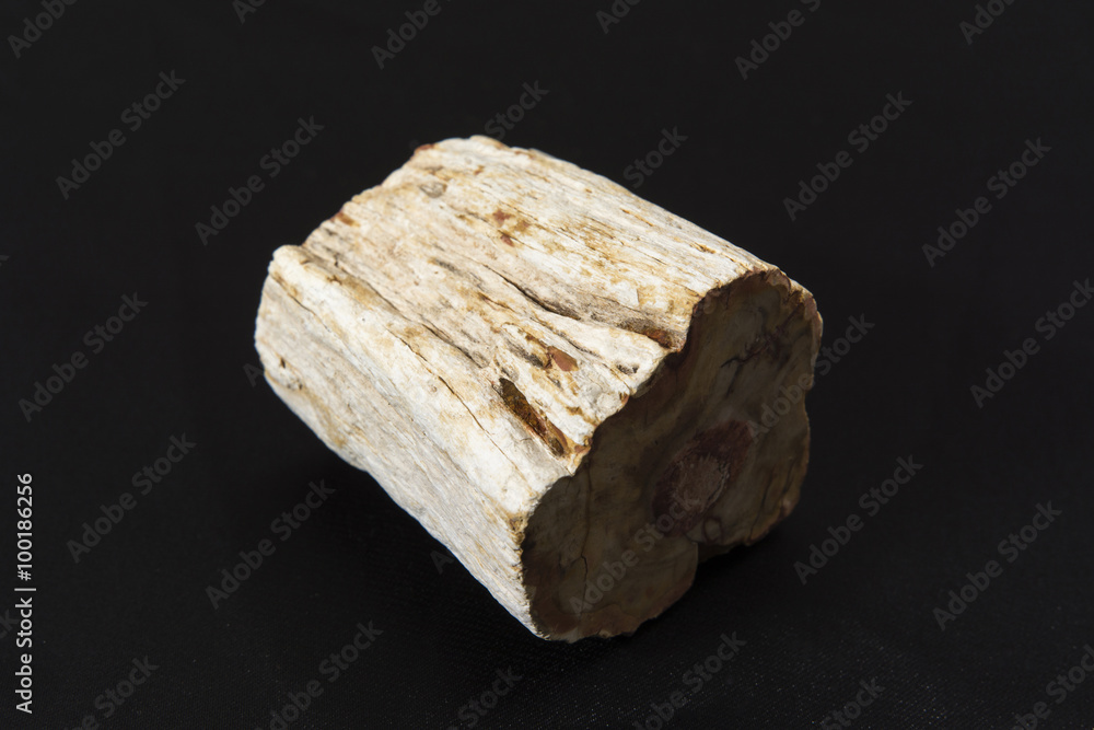 fossilized prehistoric tree trunk fossilized prehistoric tree trunk