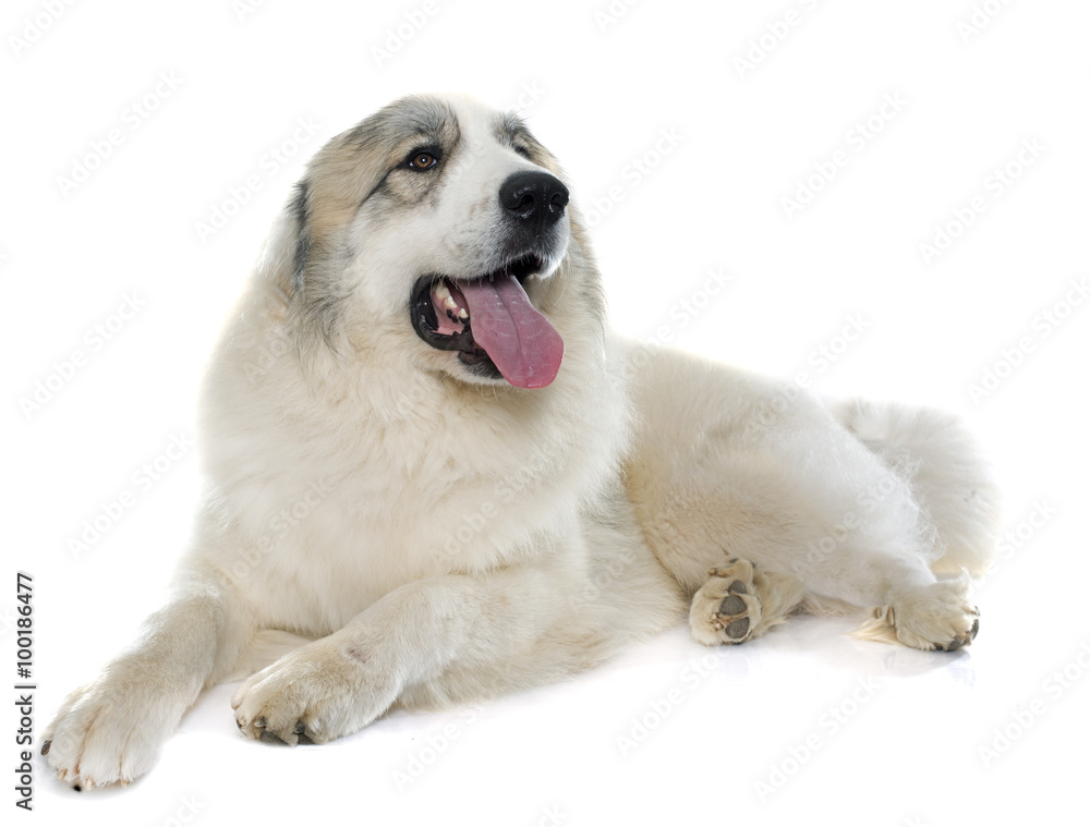 Pyrenean Mountain Dog Pyrenean Mountain Dog