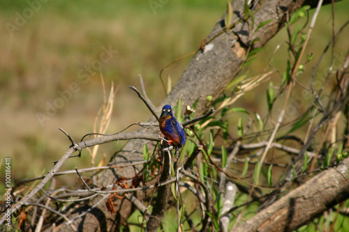 Eisvogel in Australien