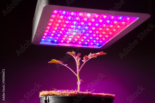 young tomato plant under LED grow light