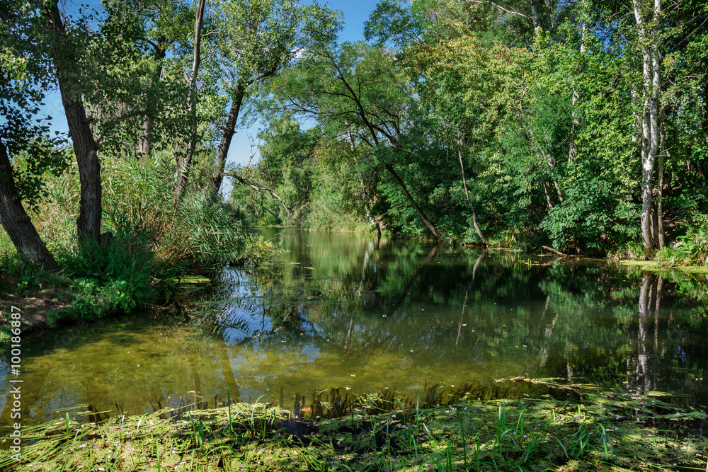 Small river among the trees