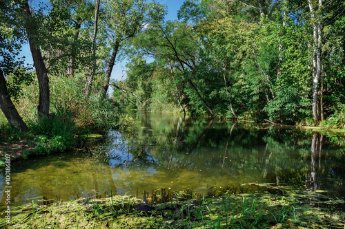 Small river among the trees