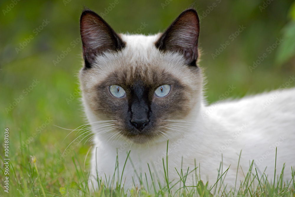Beautiful Siamese cat lying in grass