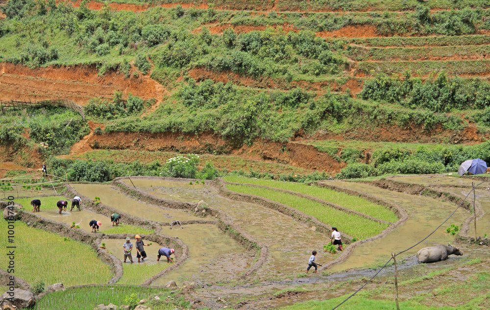people are cultivate the paddy field, Sa Pa