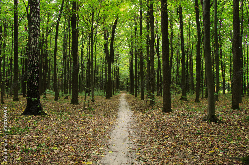 Trees Trees