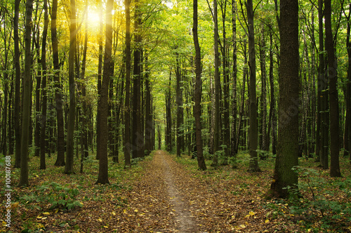 Forest with sunlight