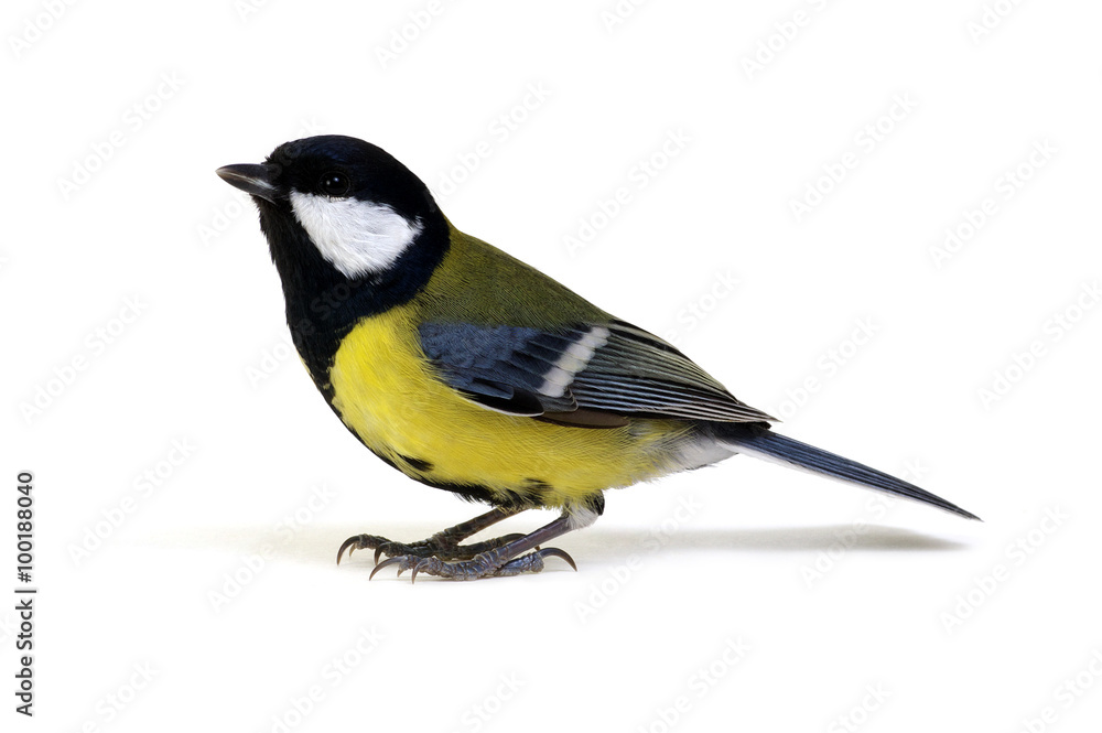 Obraz premium great tit