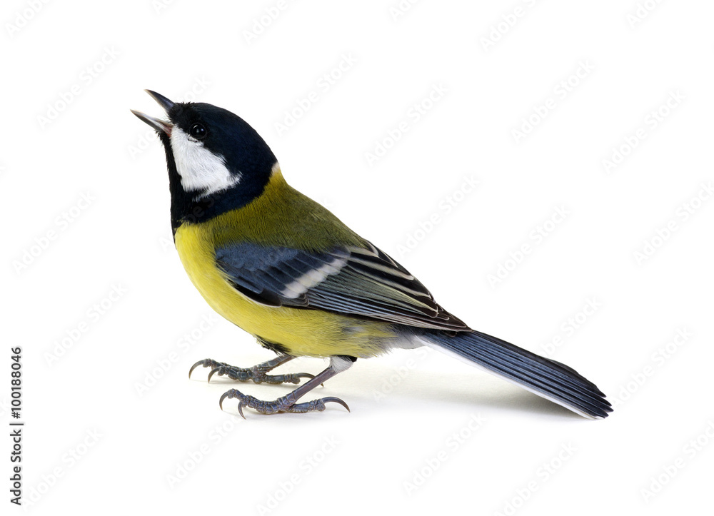 great tit great tit