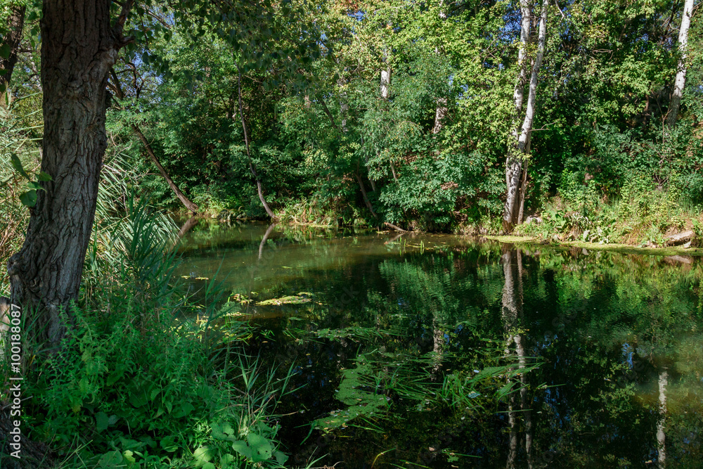 Fototapeta premium River among the trees